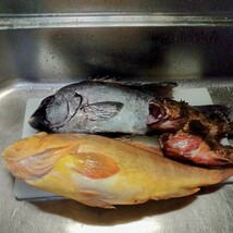 アオナ　石鯛　魚　対馬　天然　料理　激安　美味　オススメ　カサゴ　アラカブ　セット_画像2