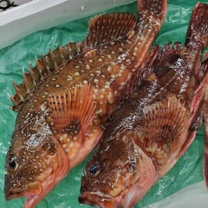 超高級魚 クエ アラ モロコ 1.75キロ 石垣鯛 対馬 天然 激安 オススメ お得 鍋 刺し身 魚 大物  おまけ カサゴ二匹の画像2
