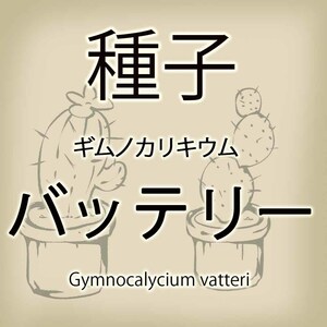 【輸入種子】ギムノカリキウム・バッテリー Gymnocalycium vatteri サボテン 多肉植物(種107-51)