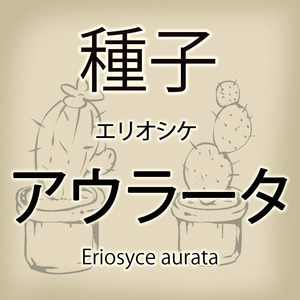 【輸入種子】エリオシケ・アウラータ Eriosyce aurata サボテン 多肉植物(種111-27)