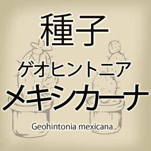 【輸入種子】ゲオヒントニア・メキシカーナ Geohintonia mexicana サボテン 多肉植物(種111-36)