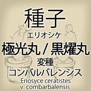 【輸入種子】エリオシケ・極光丸/黒耀丸(変種コンバルバレンシス) Eriosyce ceratistes v. combarbalensis サボテン 多肉植物(種111-28)