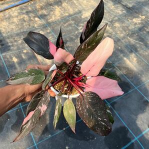1)【Philodendron Pink princess marble】フィロデンドロン ピンクプリンセス マーブル 5寸鉢の画像2