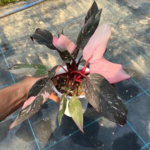 1)【Philodendron Pink princess marble】フィロデンドロン ピンクプリンセス マーブル 5寸鉢の画像1