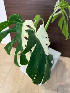 斑入り　モンステラ　ボルシギアナ　ホワイトタイガー　ハーフムーン　特大株 MONSTERA