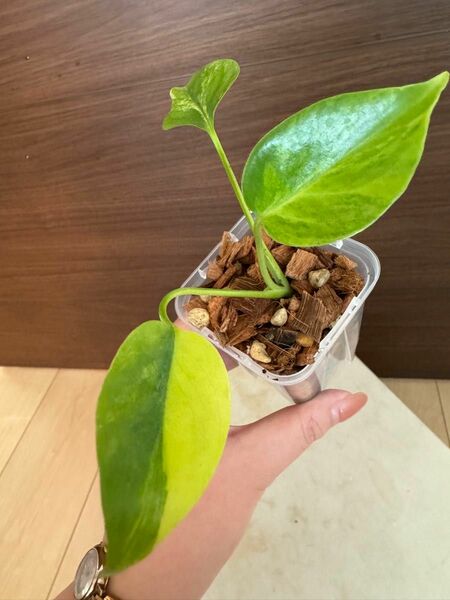 【超希少】Monstera Deliciosa yellow Marilyn モンステラ デリシオーサ イエローマリリン　美斑入り