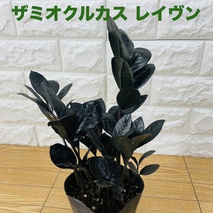 観葉植物 ザミオクルカス レイヴン ザミフォーリア 4号ポット レイブン おしゃれなインテリア 結婚祝い 新築 開店祝い 誕生日