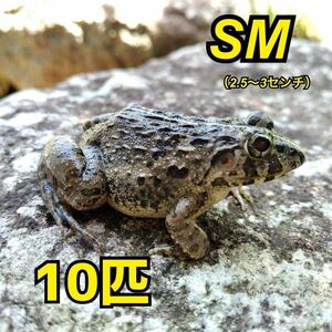 カエル 活餌 10匹 SM 幼蛇用 餌用約 ヌマガエル エサ用 蛙 飼育 CB ケロリウム 爬虫類 肉食熱帯魚 ヘビ 蛇 へびの餌 アロワナ ピラニア