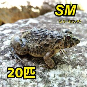 カエル 活餌 20匹 SM 幼蛇用 餌用約 ヌマガエル エサ用 蛙 飼育 CB ケロリウム 爬虫類 肉食熱帯魚 ヘビ 蛇 へびの餌 アロワナ ピラニア