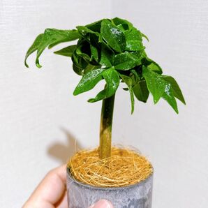 人気観葉植物　パキラ 実生株　②