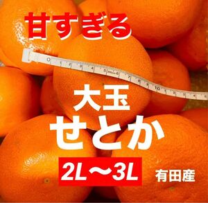 数量限定　甘すぎる　大玉　せとか　みかん　有田産　果物