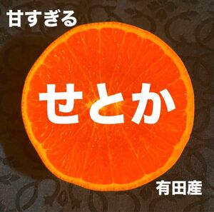 数量限定　甘すぎる　せとか　みかん　有田産　果物　Lサイズ