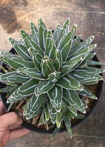 4/11.. snow compact type approximately 23cm pot agave [ M z plant ]