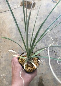 4/2pyaferuginea( real ) 9cm pot [ M z plant ]