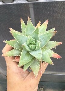 4/1 aloe dragon mountain 8cm pot [ M z plant ]