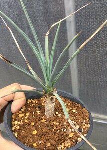 4/29 yucca blur bifo rear blue real raw 12cm pot [ M z plant ]