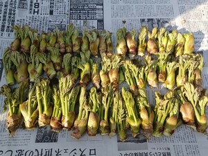 岩手県沿岸産　天然タラの芽　1kg