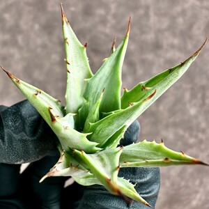 【Lj_plants】Z20 アガベ スノ-デビル 極上斑です Agave deserti v. simplex variegata Snow Devil 極上美株