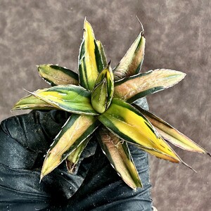 【Lj_plants】Z44 多肉植物 アガベ　ヴィクトリアレジーナ　サンキング 極上斑入り 綺麗株 