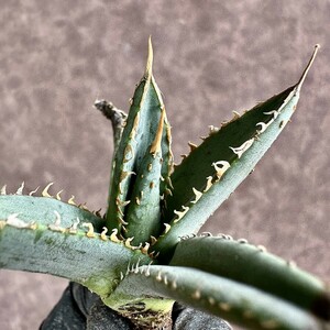 【Lj_plants】Z48 アガベ 帝君 agave emperor極上強棘 狂刺 背棘 美株