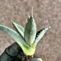 【Lj_plants】Z48 アガベ 帝君 agave emperor極上強棘 狂刺 背棘 美株_画像10