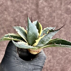 【Lj_plants】Z54 多肉植物 アガベ パラサナ インプレッショニスト極上斑入り 綺麗株の画像5