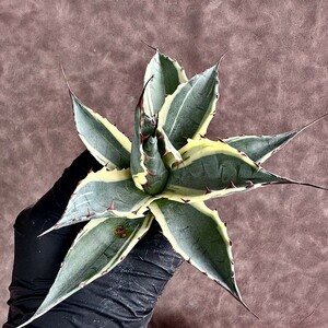 【Lj_plants】Z54 多肉植物 アガベ　パラサナ　インプレッショニスト極上斑入り 綺麗株