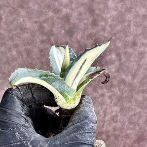 【Lj_plants】Z62 多肉植物 アガベ アメリカーナ 華厳 黄中斑 綺麗株の画像8
