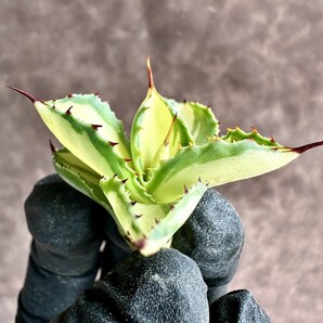 【Lj_plants】Z28 多肉植物アガベ 吉祥の冠黄中斑 鮮明錦 極上錦 美株の画像5