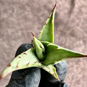 【Lj_plants】Z29 アガベ スノ-デビル 極上斑です Agave deserti v. simplex variegata Snow Devil 極上美株