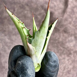 【Lj_plants】Z29 アガベ スノ-デビル 極上斑です Agave deserti v. simplex variegata Snow Devil 極上美株の画像5