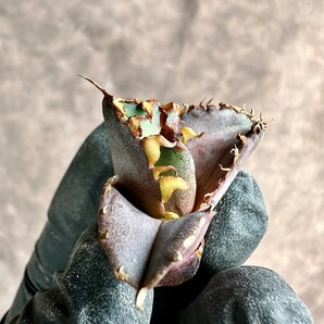 【Lj_plants】Z32 アガベ チタノタ 金剛 Sクラスは希少株 agave kingkong 胴切 天芽の画像3