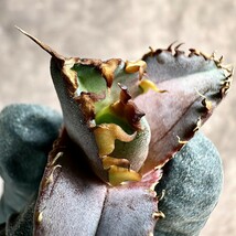 【Lj_plants】Z32 アガベ チタノタ 金剛 Sクラスは希少株 agave kingkong 胴切 天芽_画像7