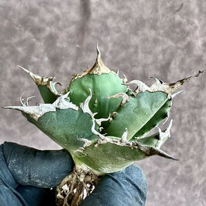 【Lj_plants】Z59 アガベ チタノタ ブルドーザー ロウルサンコ 極上強白棘 極上美株の画像4