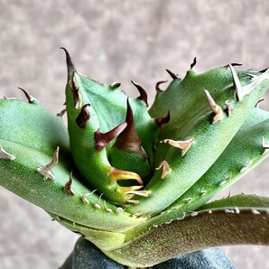 【Lj_plants】Z60 アガベ チタノタ キューピッド/翼竜 agave titanota Cupid 極上美株の画像1