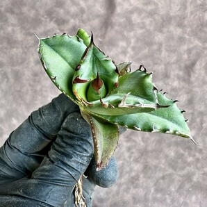 【Lj_plants】Z60 アガベ チタノタ キューピッド/翼竜 agave titanota Cupid 極上美株の画像10