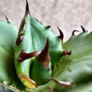 【Lj_plants】Z60 アガベ チタノタ キューピッド/翼竜 agave titanota Cupid 極上美株の画像9