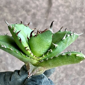 【Lj_plants】Z60 アガベ チタノタ キューピッド/翼竜 agave titanota Cupid 極上美株の画像3