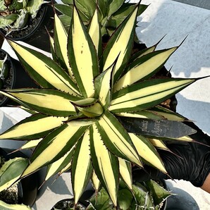 【Lj_plants】Z64 多肉植物アガベ スノーグロー錦 鮮明錦 極上錦 黄中斑 極上大子株の画像3