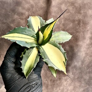 【Lj_plants】Z67 多肉植物 アガベ　パラサナ　インプレッショニスト 黄中斑 大株 綺麗株