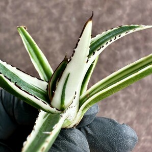 【Lj_plants】Z112 アガベ 多肉植物 笹の雪 氷山 極上班 極上株の画像7