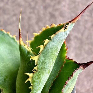 【Lj_plants】 Z129 Agave Bovicornuta Reggae Time 胴切 美株 の画像8