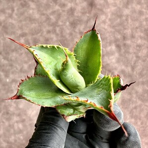 【Lj_plants】 Z129 Agave Bovicornuta Reggae Time 胴切 美株 の画像1