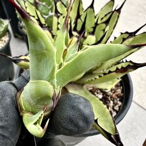 【Lj_plants】Z144 アガベ マクロアカンサ Agave macroacantha 極上大子の画像4