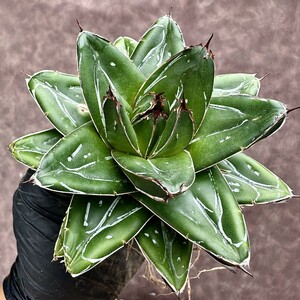 【Lj_plants】Z155 多肉植物 アガベ D型 笹の雪 丸い叶 コンパクト包葉形 極上美株