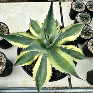 【Lj_plants】 Z169 多肉植物 アガベ オバティフォリア オルカ 極上斑です 覆輪錦 厳選極美極上大子株