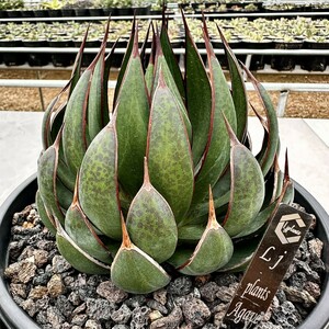 [Lj_plants]Z18 agave Mangave Praying Hands/ manga be. ... hand /Ultra Rare limitation stock beautiful stock 