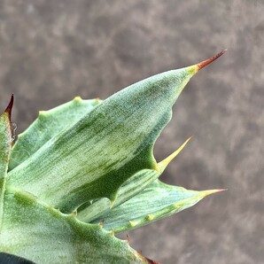 【Lj_plants】Z19 アガベ スノ-デビル 極上斑です Agave deserti v. simplex variegata Snow Devil 胴切 天芽の画像6