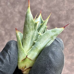 【Lj_plants】Z19 アガベ スノ-デビル 極上斑です Agave deserti v. simplex variegata Snow Devil 胴切 天芽の画像5