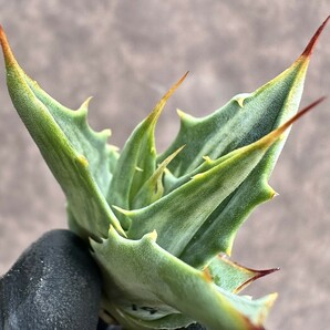 【Lj_plants】Z19 アガベ スノ-デビル 極上斑です Agave deserti v. simplex variegata Snow Devil 胴切 天芽の画像8